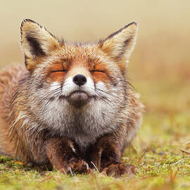 The Smiling Fox by Roeselien Raimond
