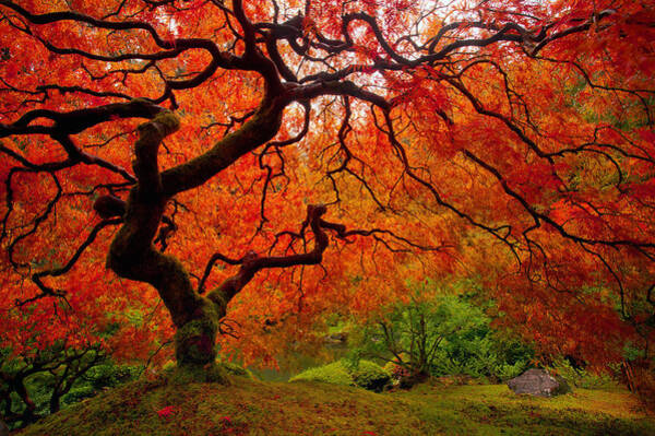 Majestic Red Maple Tree Poster