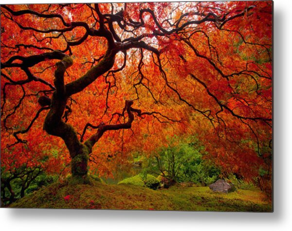 Majestic Red Maple Tree Metal Print
