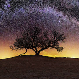 Tree of Wisdom by Aaron J Groen
