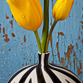 Two Yellow Tulips by Garry Gay
