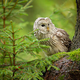 Ural Owl by Milan Zygmunt