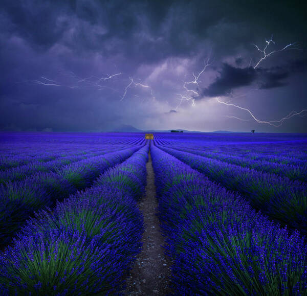 Lavender Fields Under Stormy Skies Art Print
