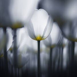 White In White by Takashi Suzuki