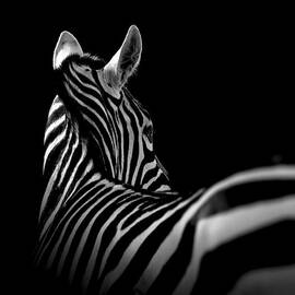 Portrait of Zebra in black and white II