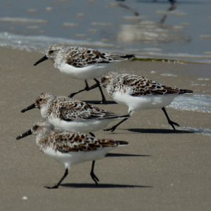 shorebirds beach